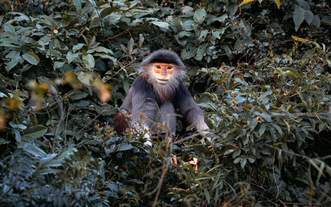Keo Seima Wildlife Sanctuary