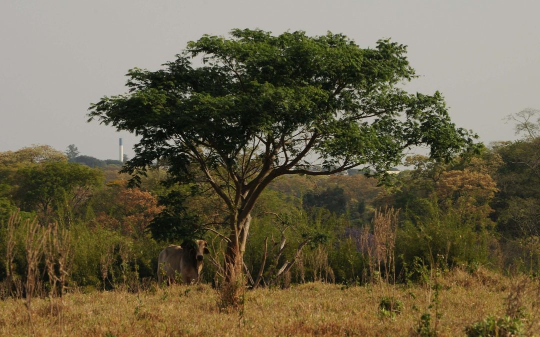 Mai Ndombe Forest Protection
